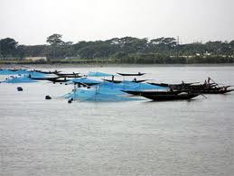 Assignment on Shrimp Culture in Bangladesh