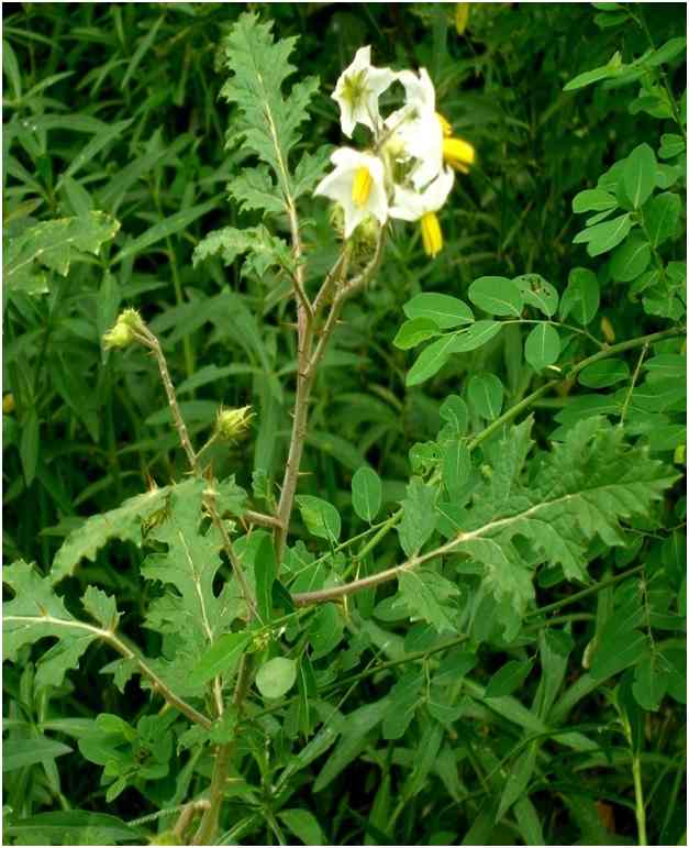 Argemone mexicana plant (with white flower)