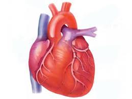 Assignment on Implementation of Heart Care System