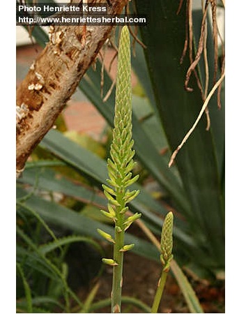 Indian Aloe