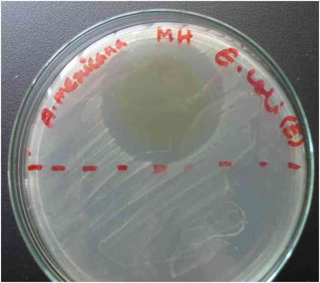 Zone of inhibition for Argemone mexicana against E. coli
