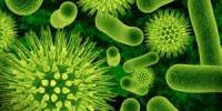 Report on Qualitative and Quantitative Determination of Antibacterial Properties