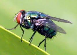 Some Biological Aspects of The Australian Sheep Blowfly