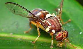 Report on  Management of Fruit Fly