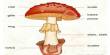 Report on Marketing aspects of Mushrooms