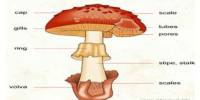 Report on Marketing aspects of Mushrooms