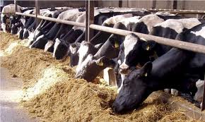 Report on The role of Dairy Farm in the livestock  sector of Bangladesh