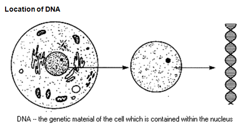 dna stucture