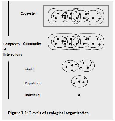 ecological-organization