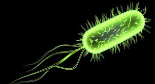 Thesis Paper on Community Analysis of Escherichia coli and Shigella species by PCR-DGGE