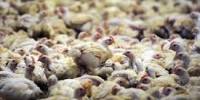 Report on Strategic Analysis of Poultry Product Marketing