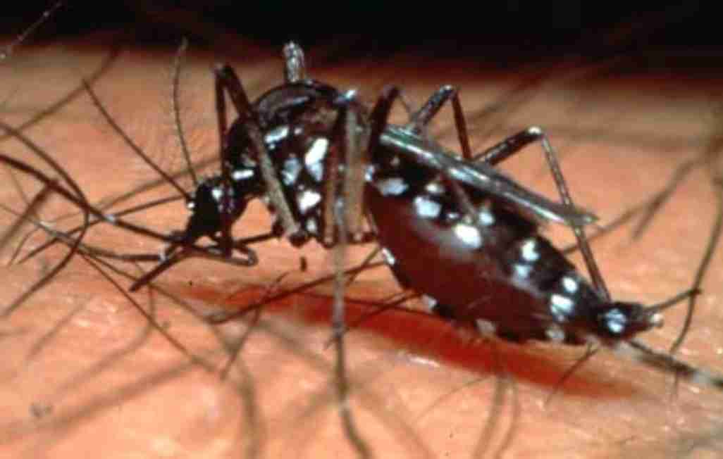 Report on Hemorrhagic Dengue Fever
