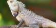 Report on Food and Feeding Habit of Common Garden Lizard