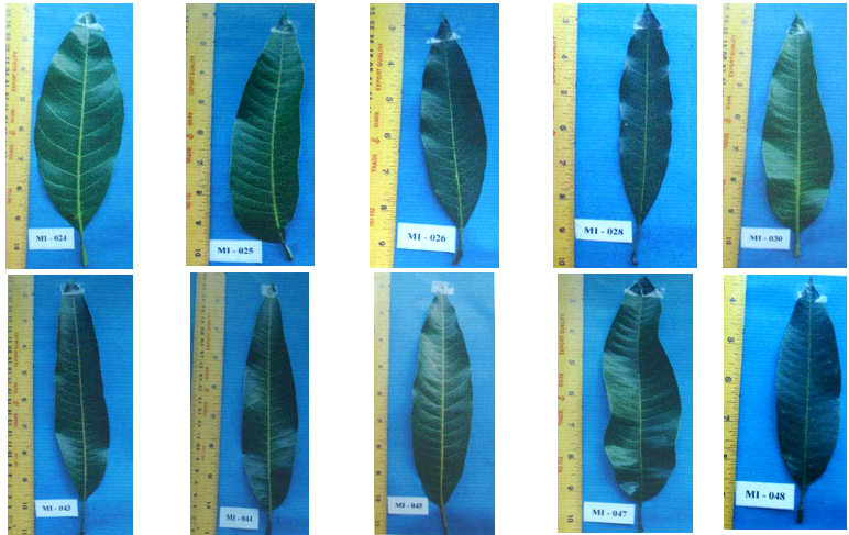 Leaf characteristics