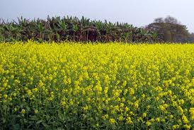 Report on Mustard Cultivation