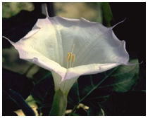 STUDY OF DATURA