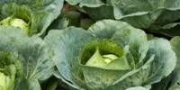 Report on Performance of Cabbage with Different Tree Species
