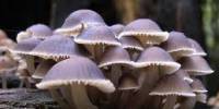 Report on Detection of Seed Borne Fungi