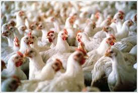 Report on Poultry Industry and its Aspect in Bangladesh