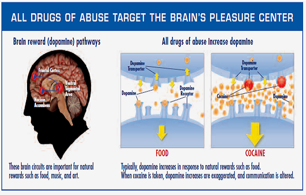 Drugs Work In The Brain