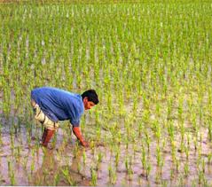 Rice is Life in Bangladesh