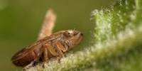 The Brown Planthopper