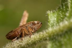 The Brown Planthopper