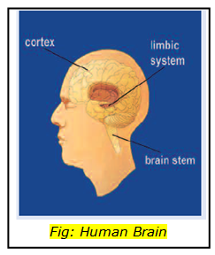 human brain