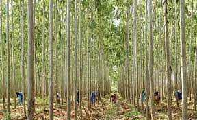Social forestry in Bangladesh