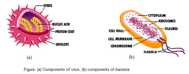 virus & Bacteria