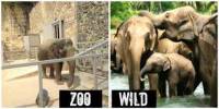 Are our Zoo Cruel to Wild Animals?