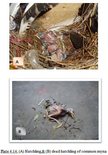 A) Hatchling,& (B) dead hatchling of common myna