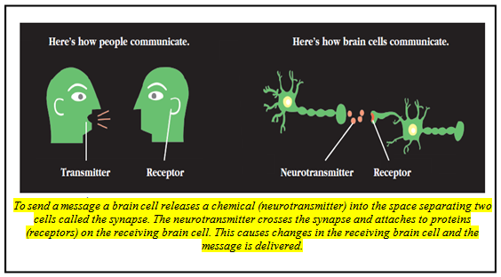 Brain’s Chemical Recyclers