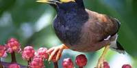 Ecology and Behavior of Common Myna