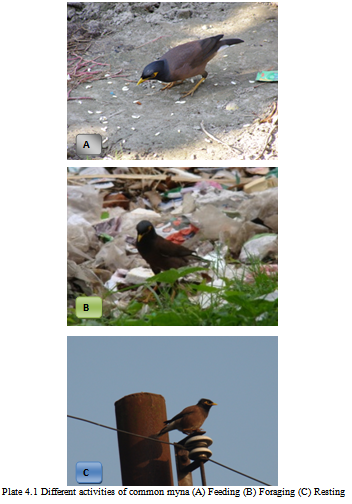 Different activities of common myna (A) Feeding (B) Foraging (C) Resting