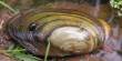 Characteristics of Freshwater Mussels