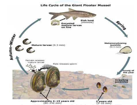 Life History of freshwater mussels