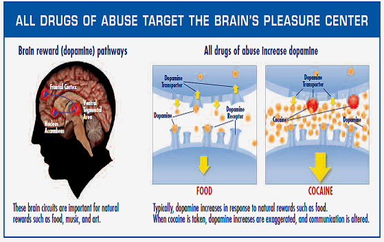 The Brain To Produce Pleasure