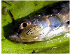 Fish attacked by an Argulus