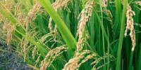 Compare Between Rice and Jute Investment