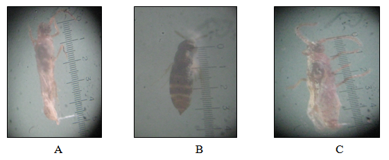 A braconid parasitoid found in association with P.marginatus