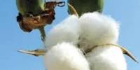 History of Cotton
