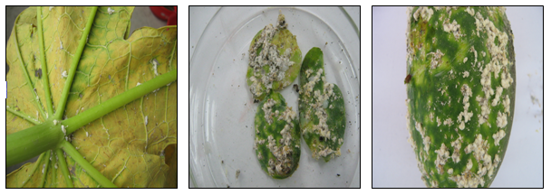 Papaya leaf infested with nyphal and adult stages of  P.marginatus