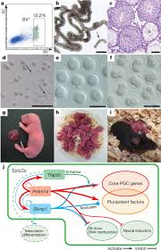 Direct Determinants of Fertility