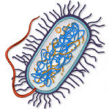 Aerobic Enteric Bacteria