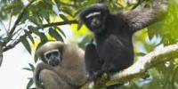 Conservation of Hoolock Gibbons