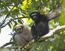 Conservation of Hoolock Gibbons