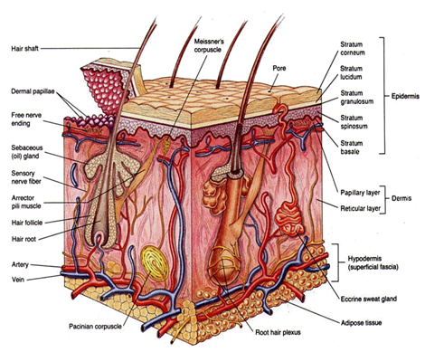 Showing the layer of epidermis and dermis