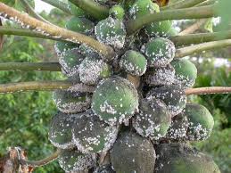 Damage Potential and Control Strategies of Papaya Mealybug