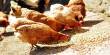 Report on Poultry Industry of Bangladesh